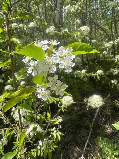 Dogwood is blooming by Twyla Cuchna.