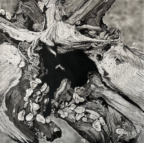 Driftwood and Shells, ink and graphite, by Carla Sstetdon.