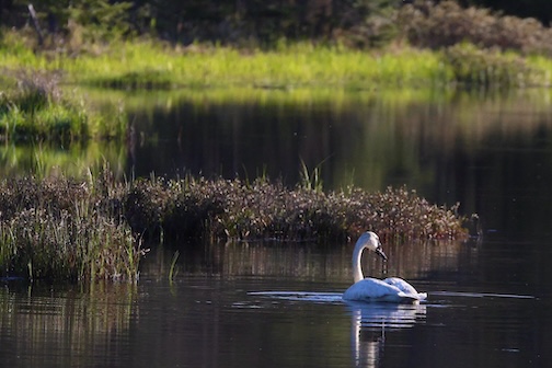 Early morning at 36 degrees by Chuck Olsen.