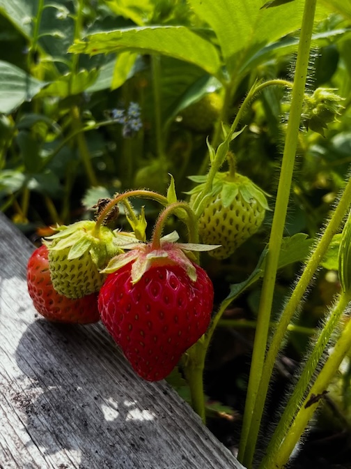First strawberry by Brigette Binesikwe Nies.