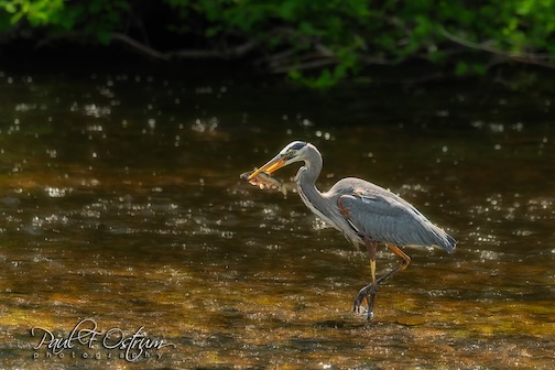 Friday fish fry in Seeley, by Paul Ostrum
