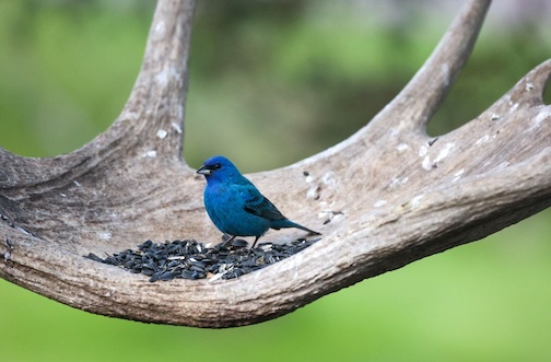 Indigo Bunting at the Antler Inn by Thomas Spence.