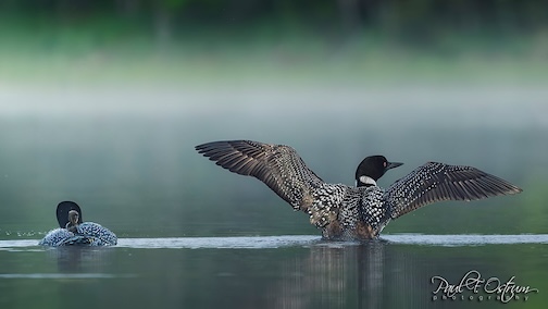 Looon couple by Paul Ostrum.