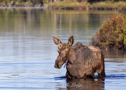 Moose Monday, courtesy of the Golden EagleLodge.