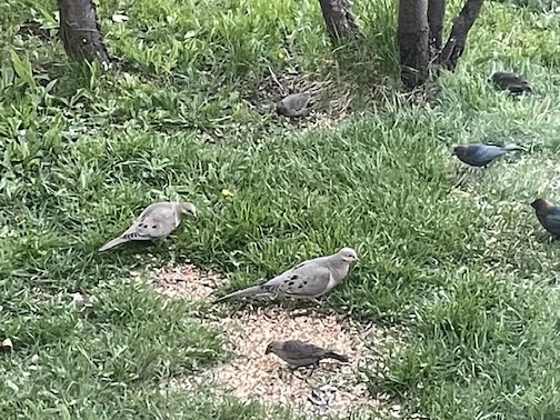 Mourning doves by Sierra Parsons.