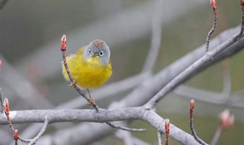 Nashville Warbler by Chris Artist.