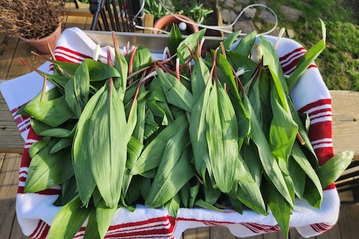 Ramps, the early spring delicacy, are under threat. Photo by Danny Palumbo