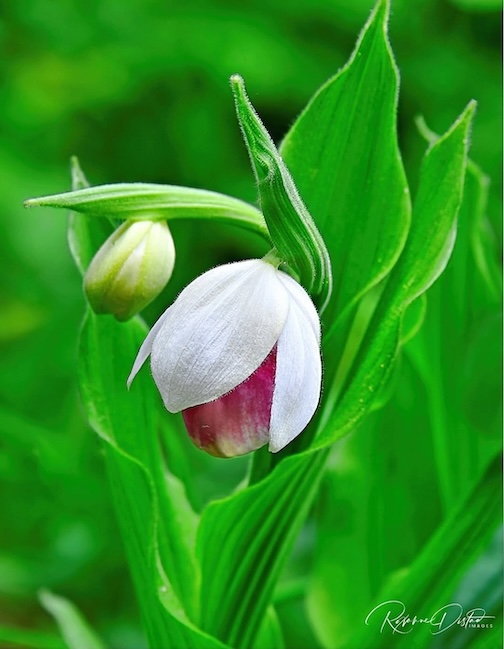 Showy Lady Slipper about to bloom by Ranne Distad.