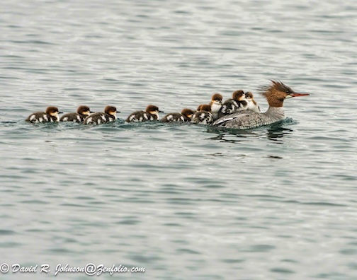 Super mom by Don Davison.