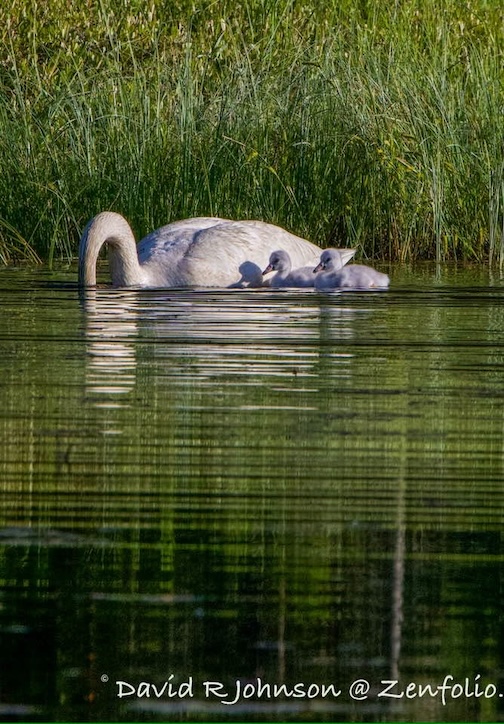 Swan mama and signets by David Johnson.