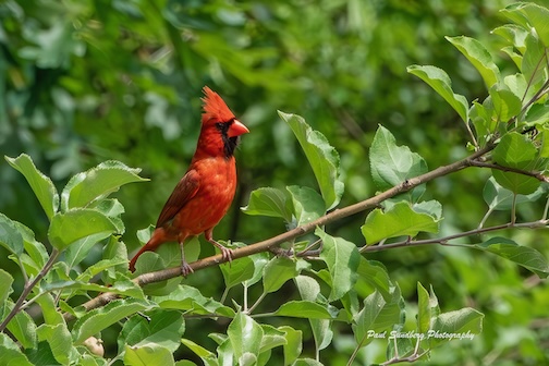 NorthernCardinal paying attention by Paul Sundberg.