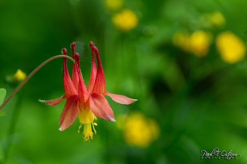 The colombine by Paul Ostrum.