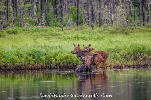 Time for a swimming lesson by David Johnson.