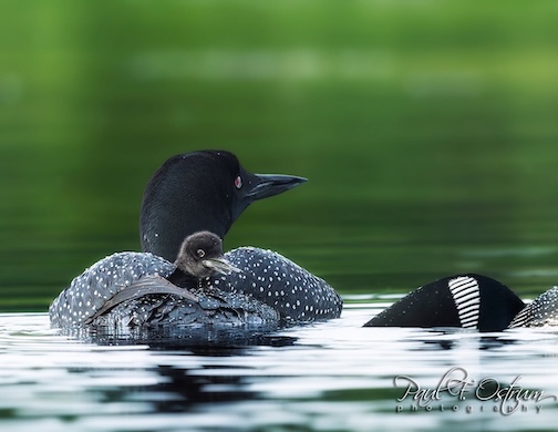 Waiting for breakfast by Paul Ostrum.