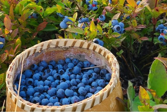 Blueberries thrive in burned-over areas. Why?
