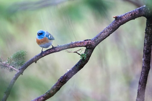 the lazuli buntingI named him Chucks Lazuli since my neighbor Chuck Olsen discovered him Photo by by Thomas Spence.
