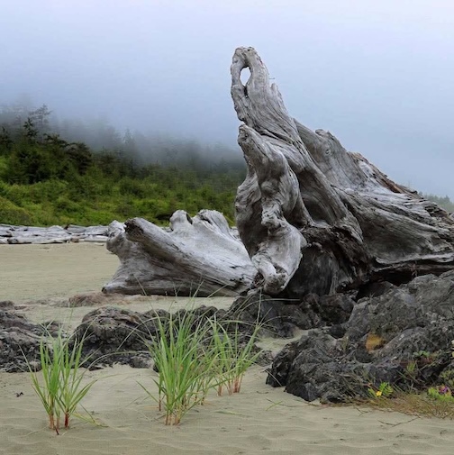 A bit of marine air this morning, Salish Sea, by John Cannell.