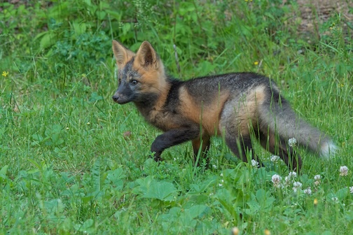 A young cross fox explores its world by Paul Sundberg..