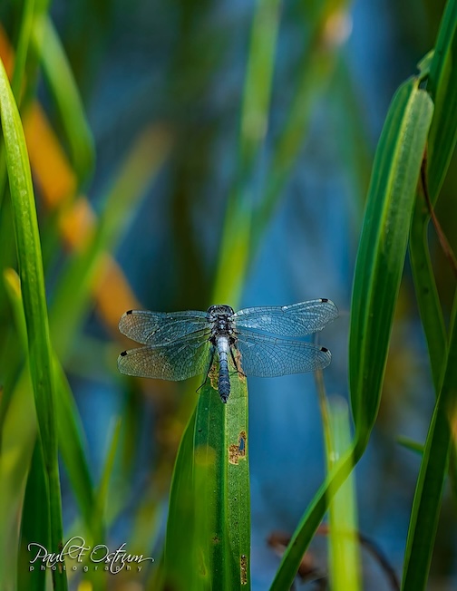 Dragonfly by Paul Ostrum.