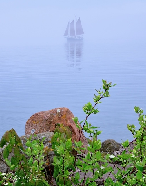 Hjordis into the mist by Rxanne Distad.