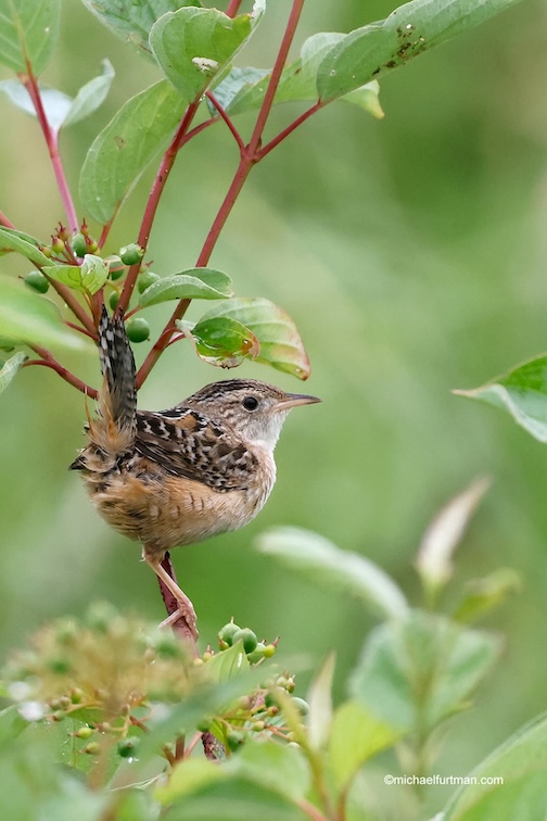 Sedge Wren by Micahel Furtman.