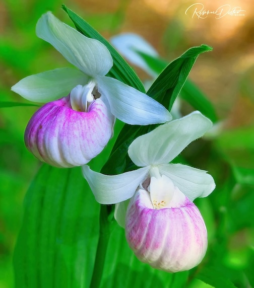 Snowey Lady slipper by Roxanne Distad