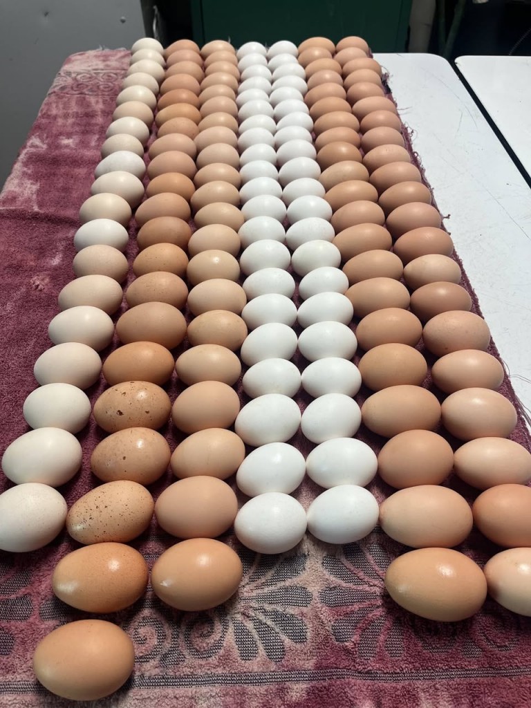 16 dozen eggs on the way to Duluth Food Shelves. Tom Kasper runs the Bichbiew Greenhouse and Farm and produces food to feed the hungry in Duluth .