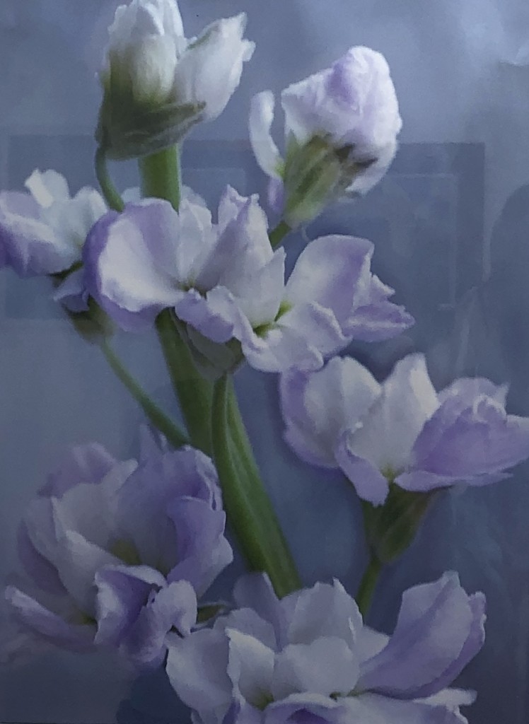 Halcyon, No 15,digital photograph, by Mary Stafford.