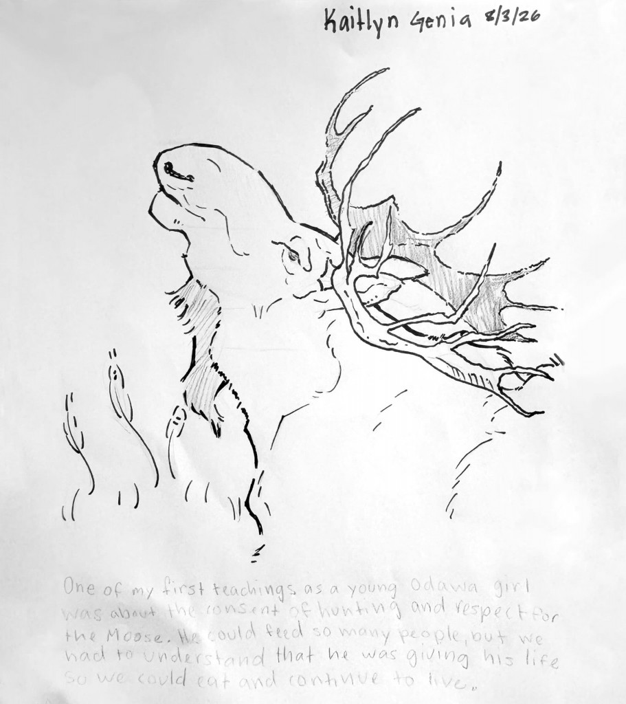 Moose drawing by Kaitlyn Genia at Joy and Company.