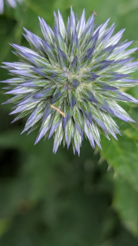 Spiky deep purple bloom of thistle by Judy Bloom.