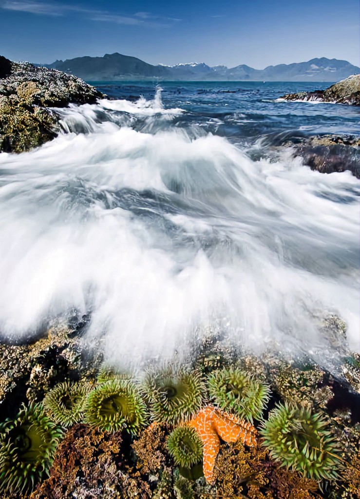 Incoming tide, Salish Sea by John.