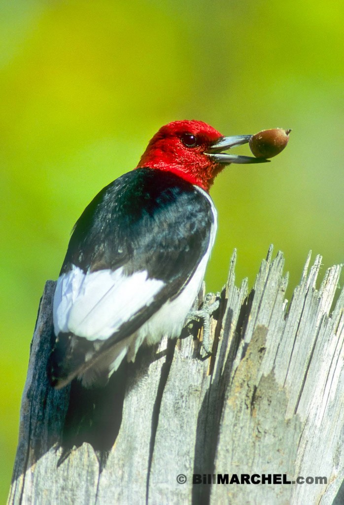 A Red-headed Woodpecker is about to cache an acorn in a dead tree by Bill Marcel.