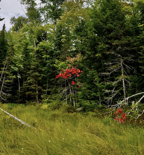A few really red maples by Sandra Updyke.