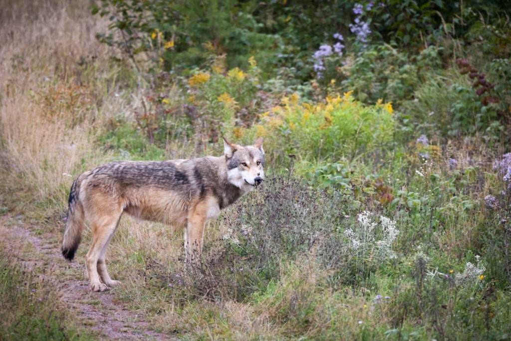 A gray wolf on a morning prowl by Thomas Spence.