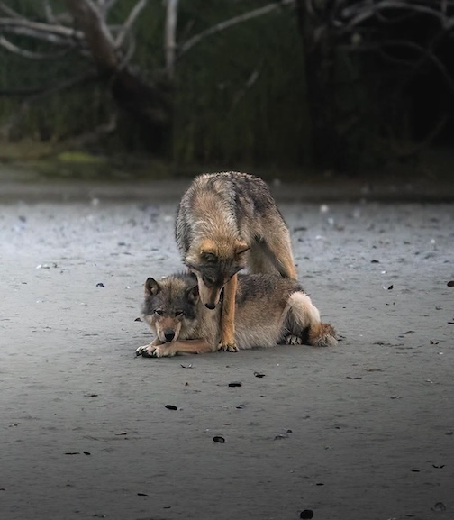 A pair of coastal sea wolves on shore this morning it is Saturday, Salish Sea by John Cannell.