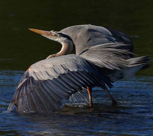 A territorial dispute over a fishing spot this morning by John Cannell.