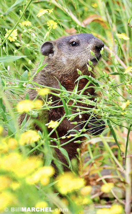 A woodchuck feeding on blooms by Bill Marchell.