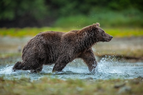 Alaskan brown bear on the salmon prowl by Benjamin Olson.
