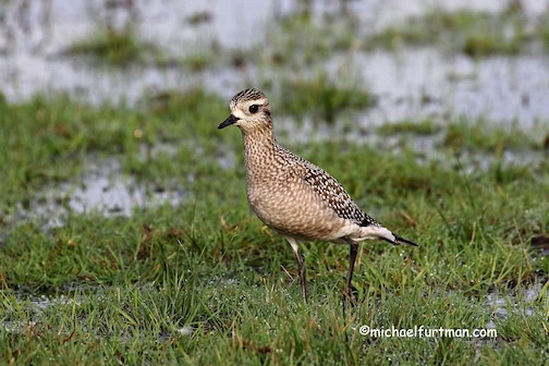 American Golden Plover by Michael Furtman.