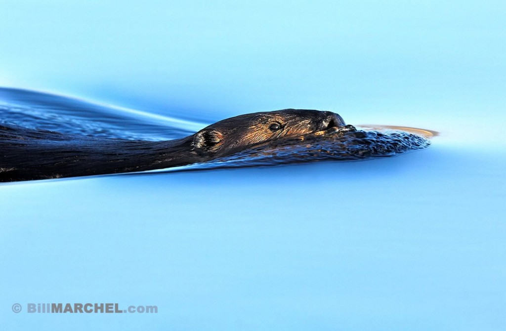 An American Beaver is pushing a wake on a clear morning by Bill Marcel.
