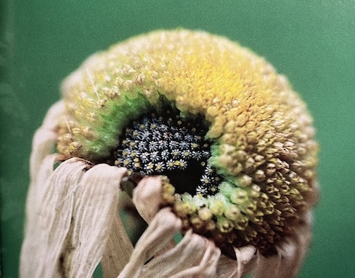 As beauty in the flower fade, new life is promised by Betty Hemstad.