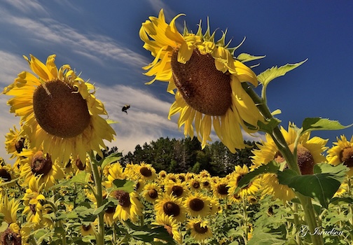 Bee Business by Gregory Israelson.