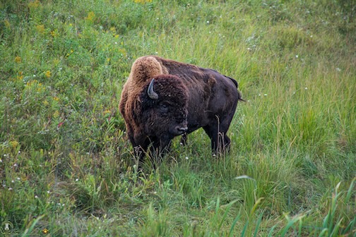 Bison by Dan Malcolm, taken during our trip out West.