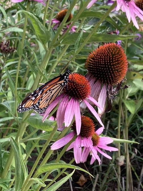 Fall guests by Marti Mullen.