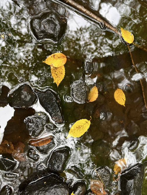Fallen ash leaves in small stream by Sam Cook.