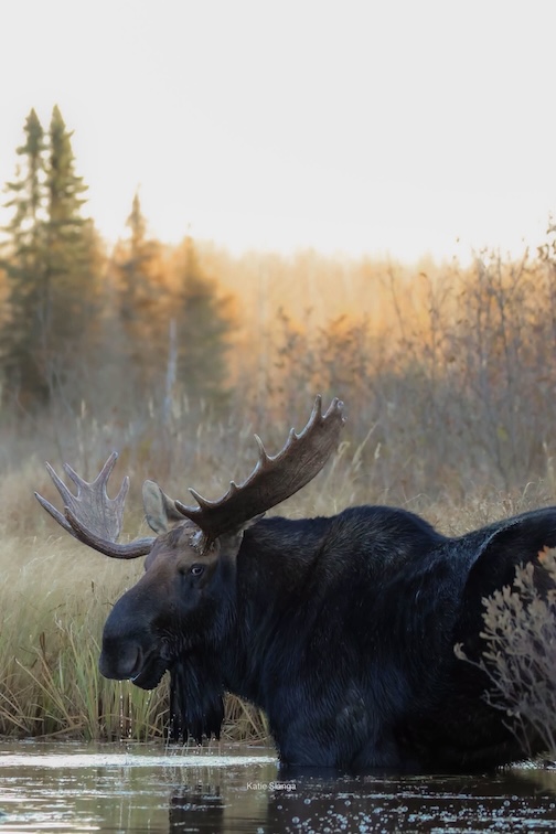 Feeding in the early morning golden hour by Katie Slanga.