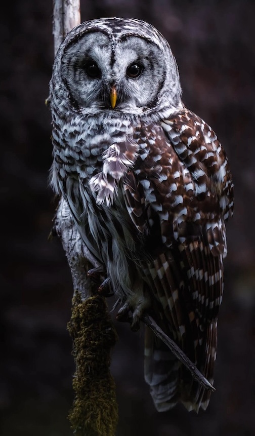 Female barred owl fishing by John Cannell.
