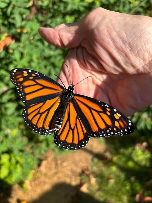 Female, no dots, by Debby Ortman.