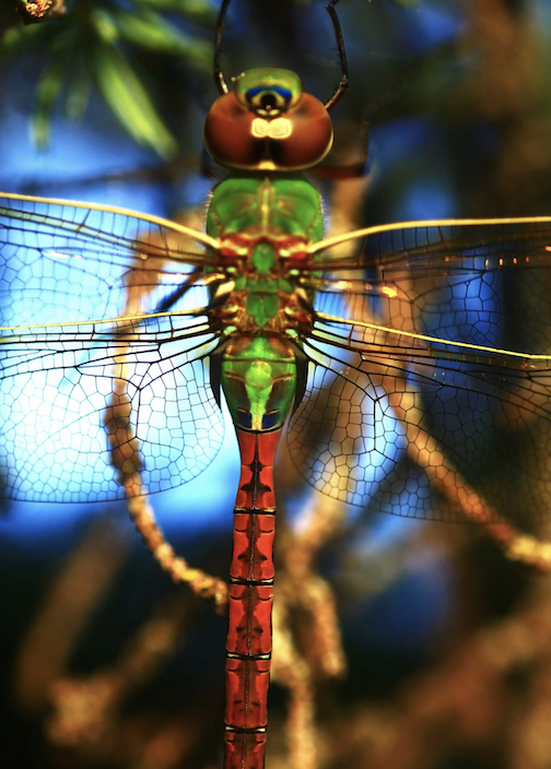 Finding the beauty of a dragonfly by Matthew Pastick.