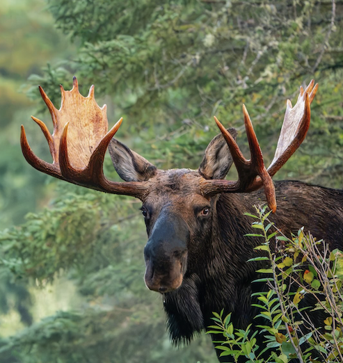 Forest King by Paul Sundberg.